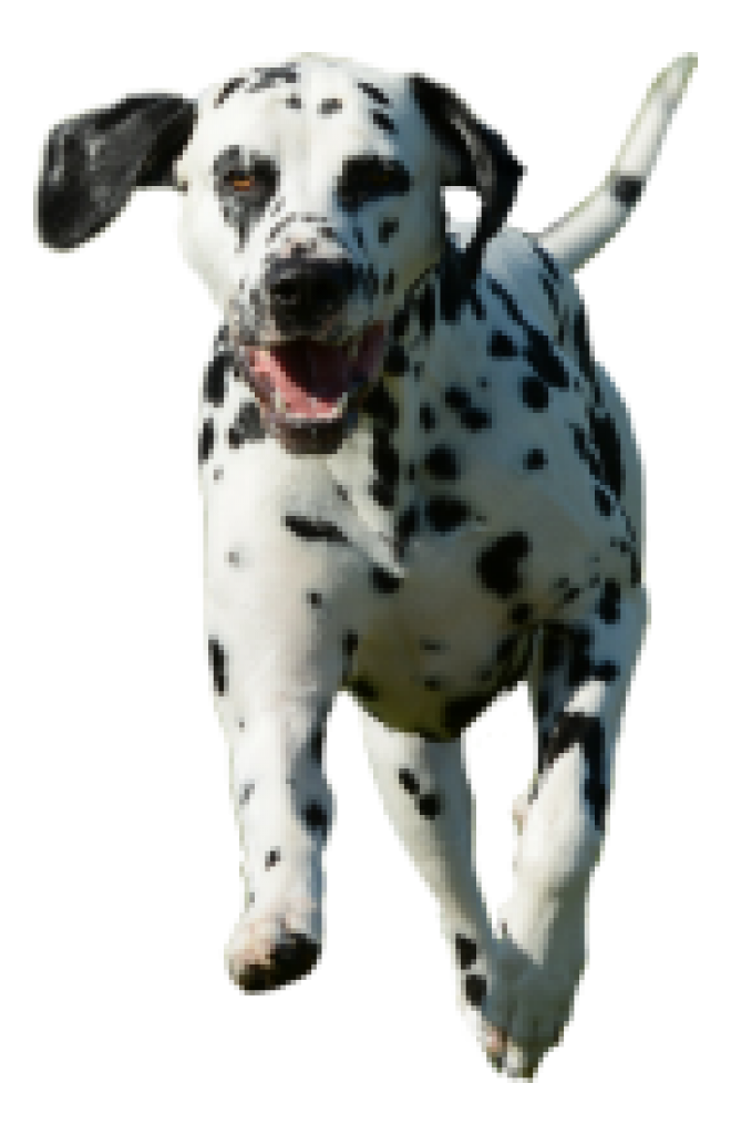 斑點狗_大麥町犬_小丹犬_斑點犬_dalmatian