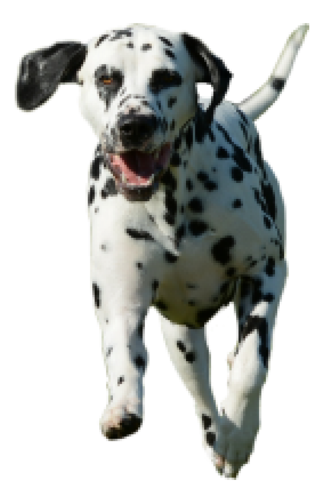 斑点狗_大麦町犬_小丹犬_斑点犬_dalmatian