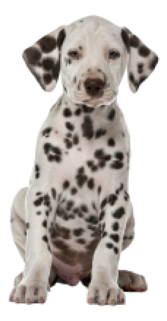 斑點狗_大麥町犬_小丹犬_斑點犬_dalmatian