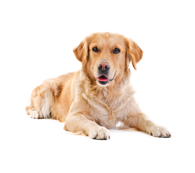狗_拉布拉多尋回犬_拉拉_獵犬_labrador_retriever