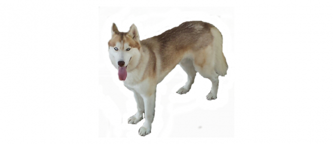 狗_寵物_哈士奇_husky_husky
