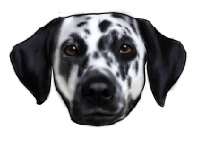 斑點狗_大麥町犬_小丹犬_斑點犬_dalmatian