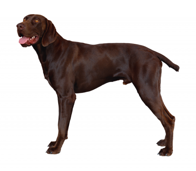 狗_寵物_犬_dog_dog