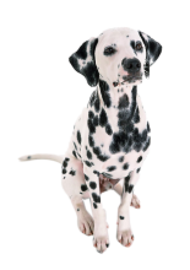 斑點狗_大麥町犬_小丹犬_斑點犬_dalmatian