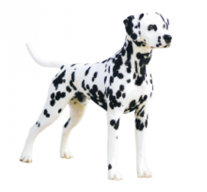 斑點狗_大麥町犬_小丹犬_斑點犬_dalmatian