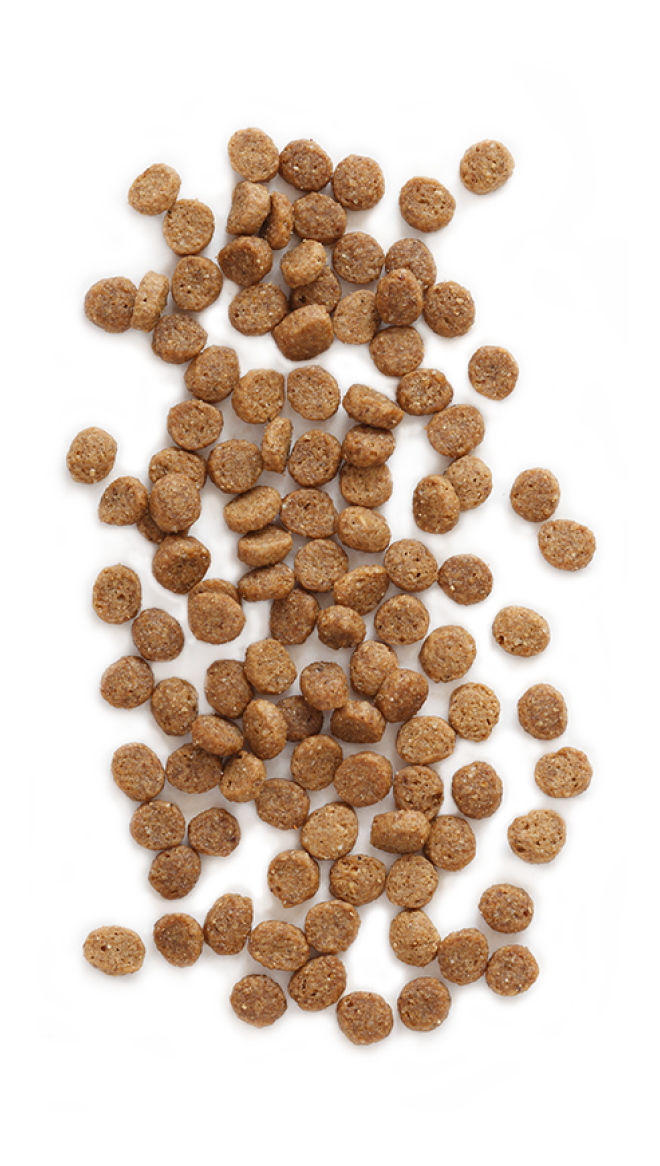 狗糧_狗糧盆_dog_food_dog_food