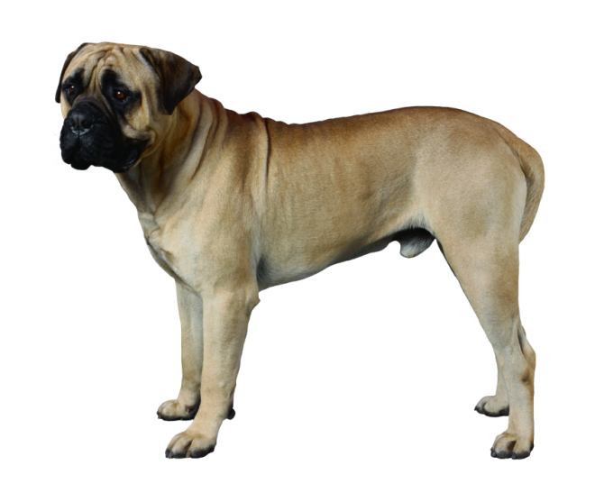 狗_寵物_犬_dog_dog