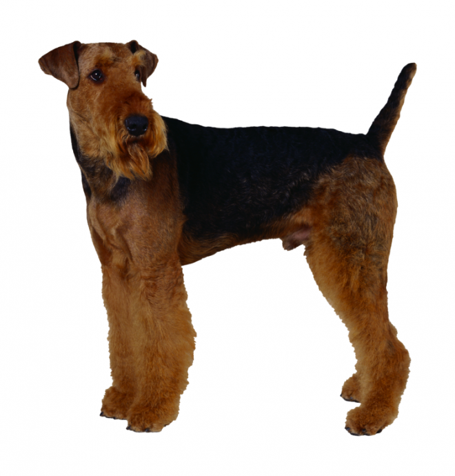 狗_寵物_犬_dog_dog