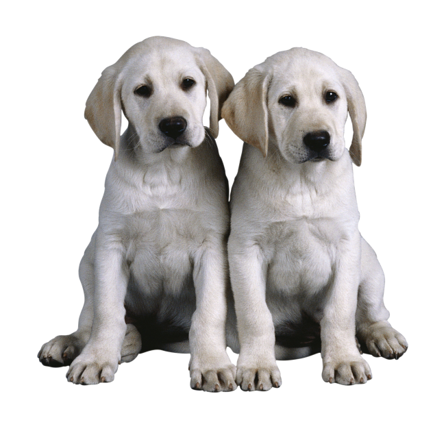 狗_寵物_犬_dog_dog
