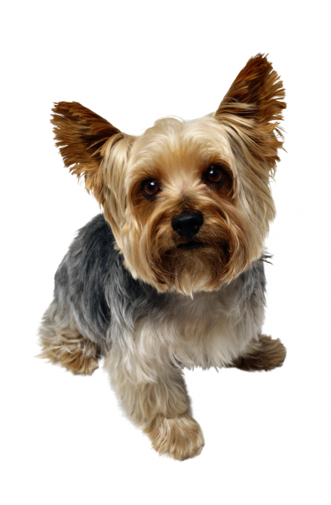 狗_寵物_犬_dog_dog