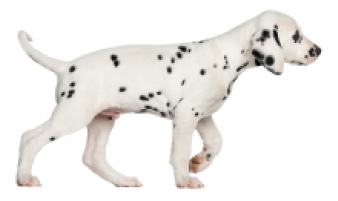 斑點狗_大麥町犬_小丹犬_斑點犬_dalmatian