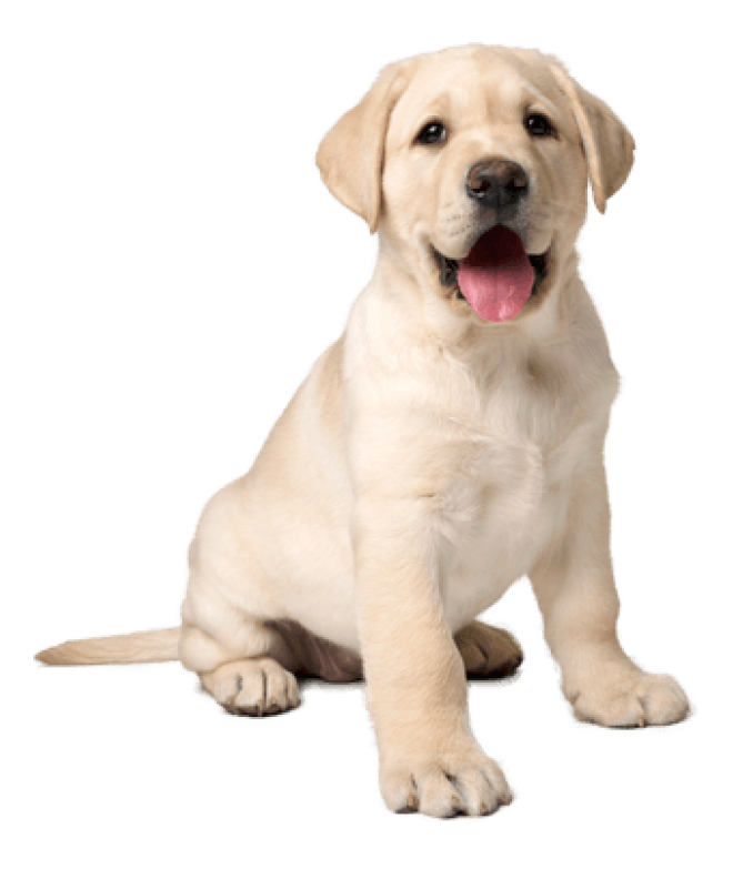 狗_拉布拉多尋回犬_拉拉_獵犬_labrador_retriever