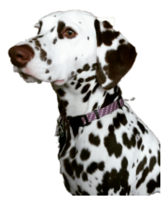 斑點狗_大麥町犬_小丹犬_斑點犬_dalmatian