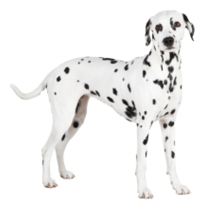 斑點狗_大麥町犬_小丹犬_斑點犬_dalmatian