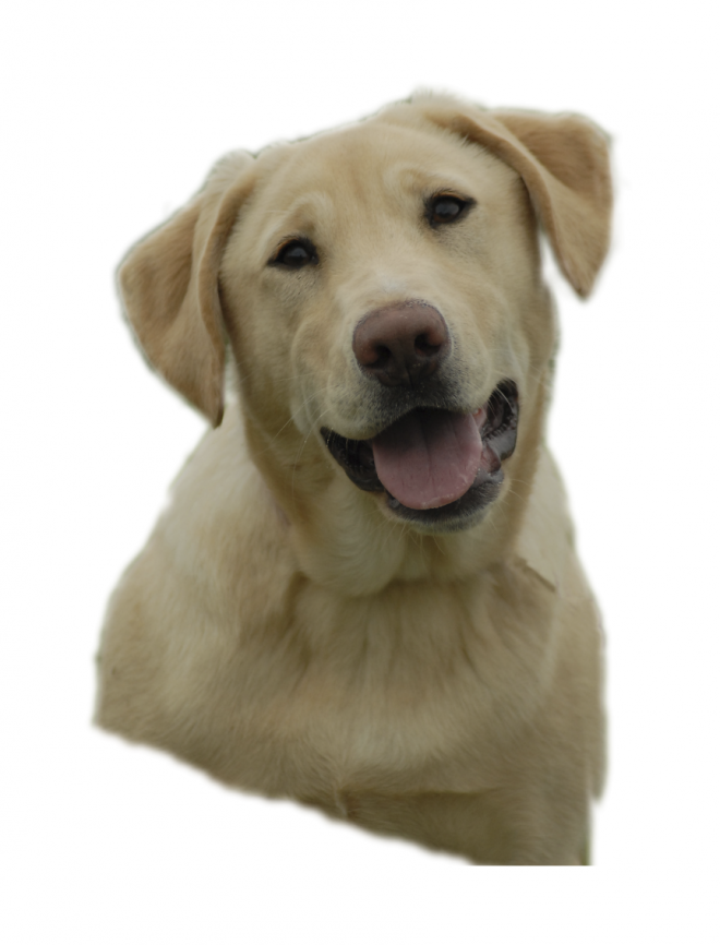 狗_拉布拉多尋回犬_拉拉_獵犬_labrador_retriever