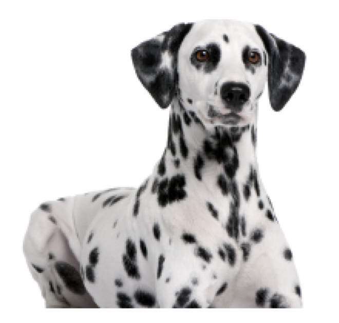 斑點狗_大麥町犬_小丹犬_斑點犬_dalmatian