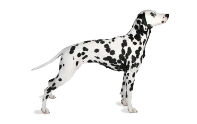 斑點狗_大麥町犬_小丹犬_斑點犬_dalmatian