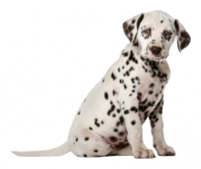 斑點狗_大麥町犬_小丹犬_斑點犬_dalmatian