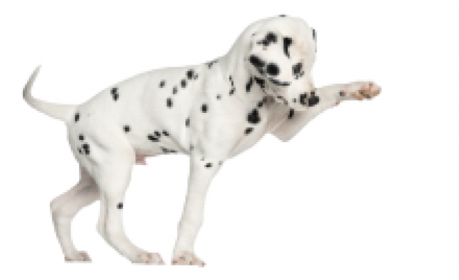 斑點狗_大麥町犬_小丹犬_斑點犬_dalmatian