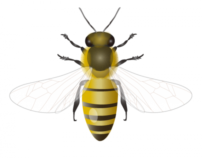 昆蟲_蜜蜂_bee_bee