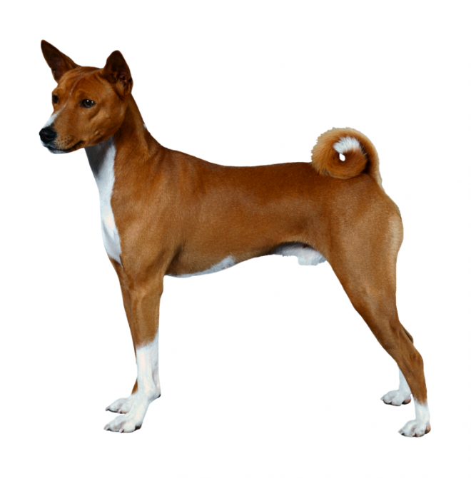 狗_寵物_犬_dog_dog
