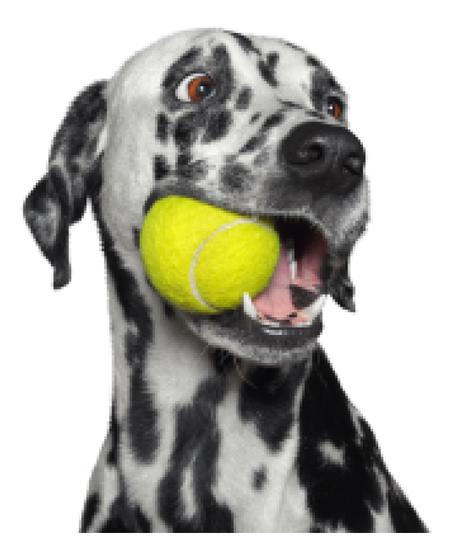 斑點狗_大麥町犬_小丹犬_斑點犬_dalmatian