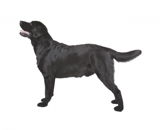 狗_拉布拉多尋回犬_拉拉_獵犬_labrador_retriever