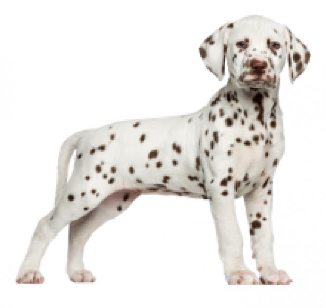 斑點狗_大麥町犬_小丹犬_斑點犬_dalmatian