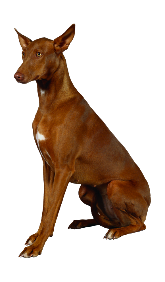 狗_寵物_犬_dog_dog