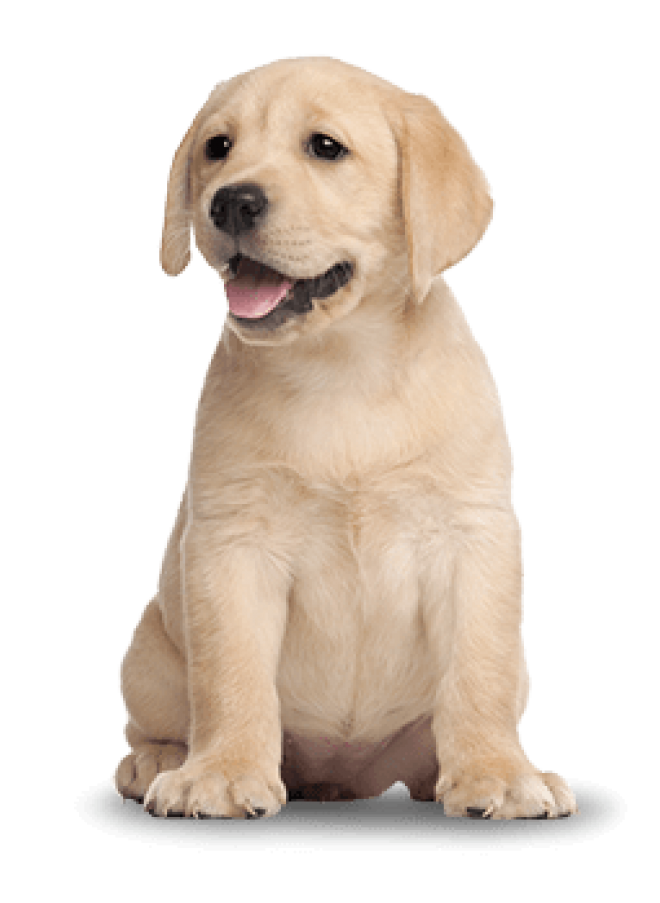 狗_拉布拉多尋回犬_拉拉_獵犬_labrador_retriever