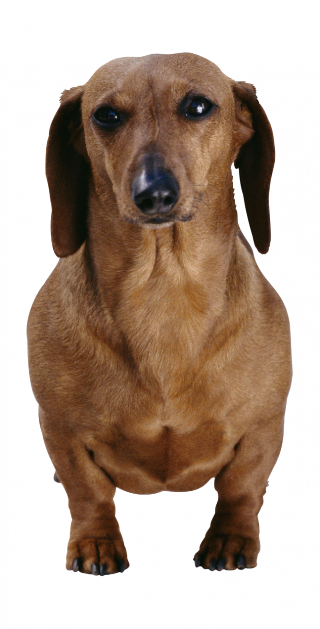 狗_寵物_犬_dog_dog