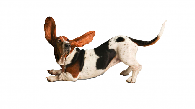 狗_寵物_犬_dog_dog