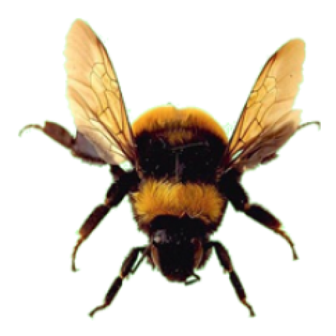 昆蟲_蜜蜂_bee_bee
