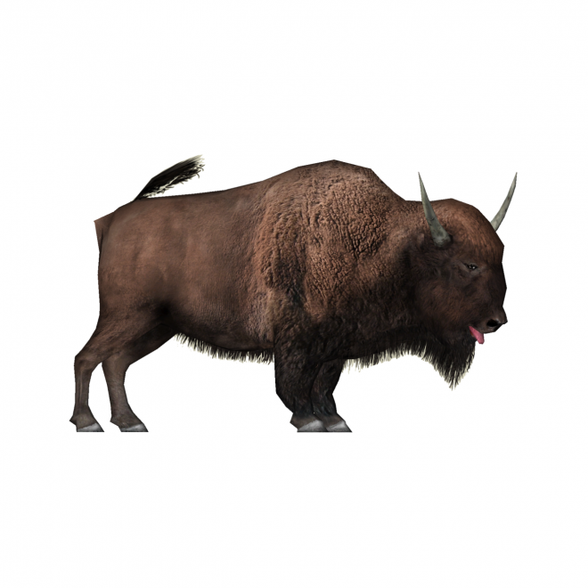 野牛_牛_bison_bison