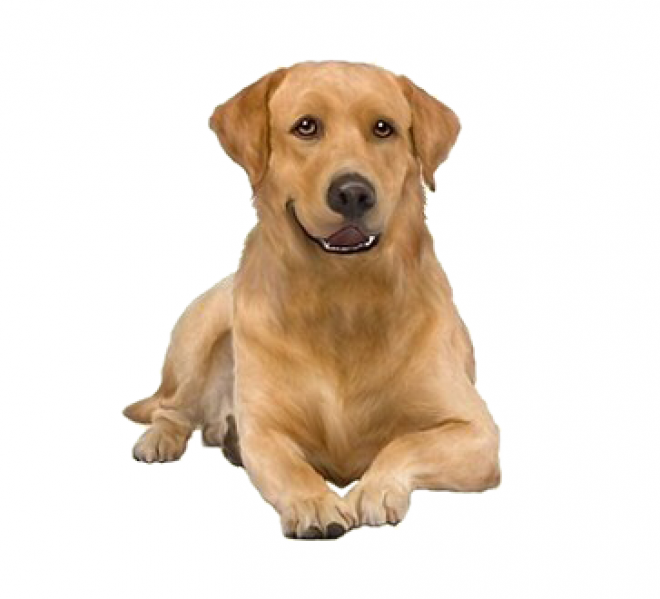 狗_拉布拉多尋回犬_拉拉_獵犬_labrador_retriever