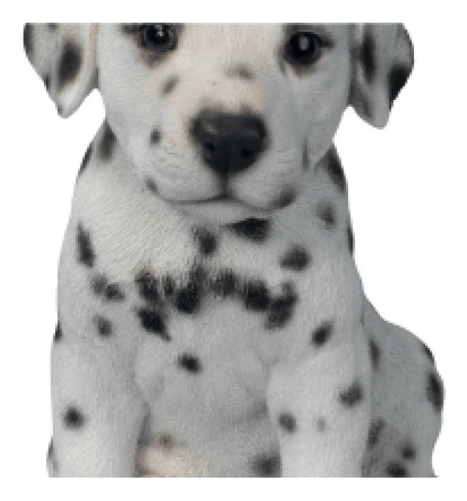 斑點狗_大麥町犬_小丹犬_斑點犬_dalmatian