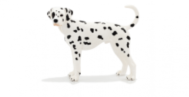 斑點狗_大麥町犬_小丹犬_斑點犬_dalmatian
