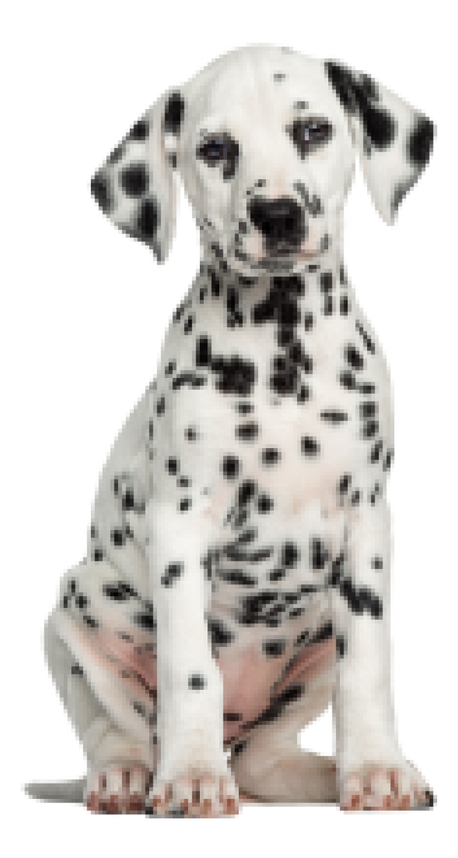 斑點狗_大麥町犬_小丹犬_斑點犬_dalmatian