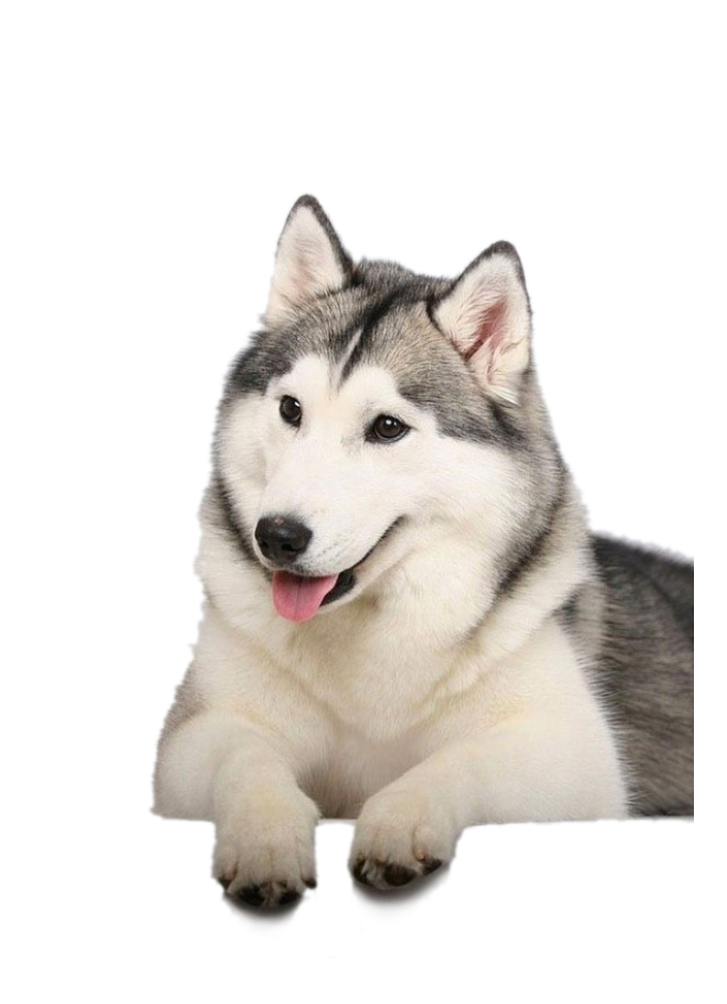 狗_寵物_哈士奇_husky_husky