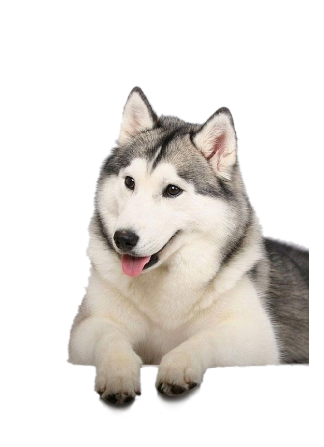 狗_宠物_哈士奇_husky_husky