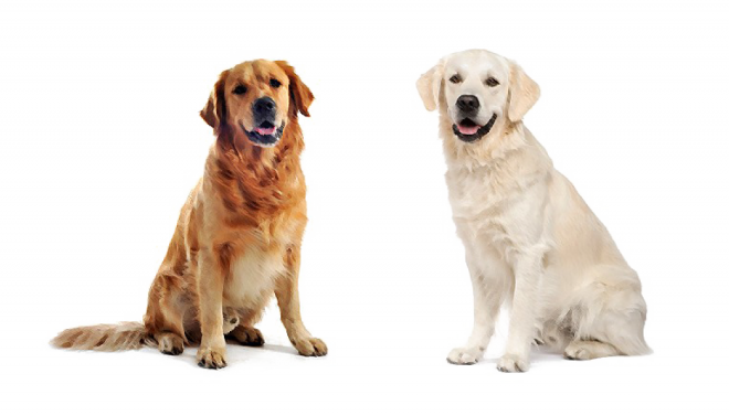 狗_拉布拉多尋回犬_拉拉_獵犬_labrador_retriever