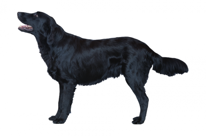 狗_寵物_犬_dog_dog