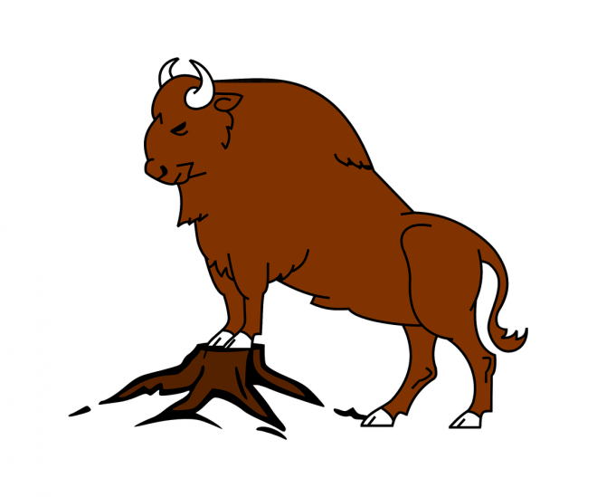 野牛_牛_bison_bison