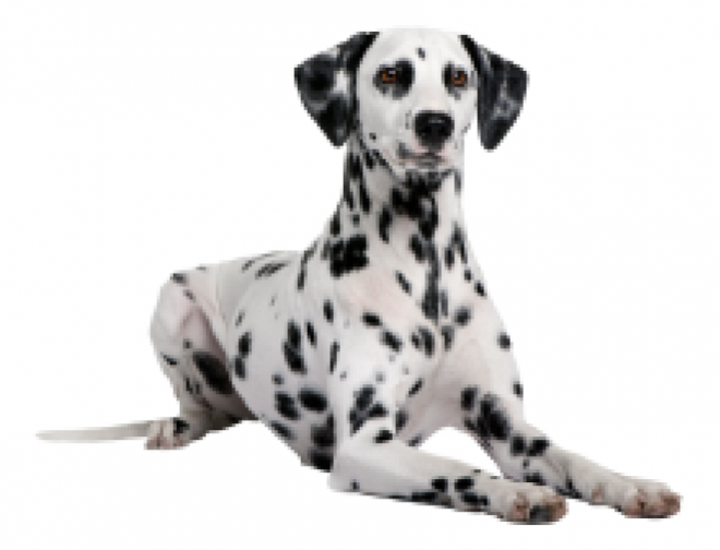 斑點狗_大麥町犬_小丹犬_斑點犬_dalmatian