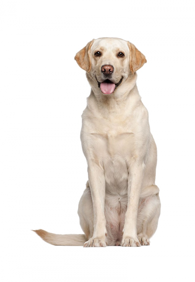 狗_拉布拉多尋回犬_拉拉_獵犬_labrador_retriever