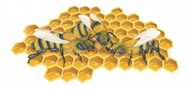 昆蟲_蜜蜂_bee_bee