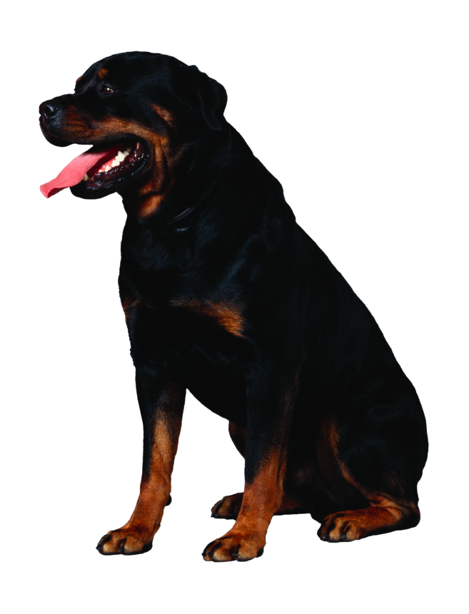 狗_寵物_犬_dog_dog