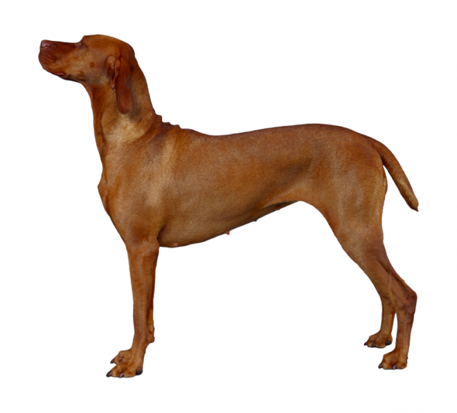 狗_寵物_犬_dog_dog