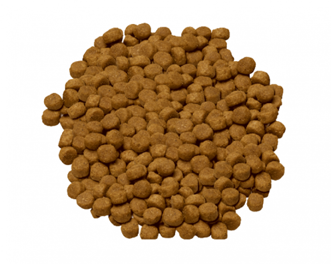 狗糧_狗糧盆_dog_food_dog_food