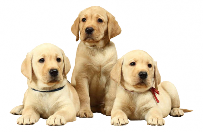 狗_拉布拉多尋回犬_拉拉_獵犬_labrador_retriever